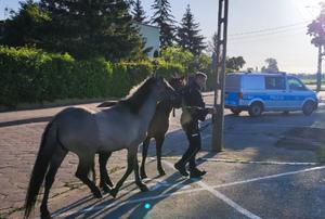 policjant i konie