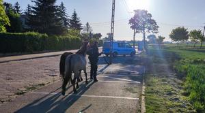 policjant i konie