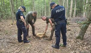 policjanci i leśnicy na patrolu
